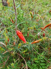 Stenanthera conostephioides