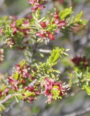 Passerina obtusifolia