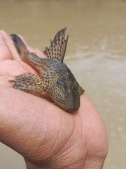 Hypostomus