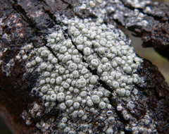 Pertusaria pertractata