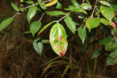 Image of Rhodamnia sessiliflora by (c) Greg Tasney, some rights reserved (CC BY-SA)