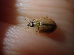Aphidecta obliterata