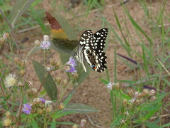 Papilio demodocus
