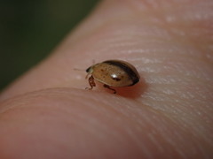 Aphidecta obliterata