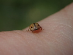 Aphidecta obliterata