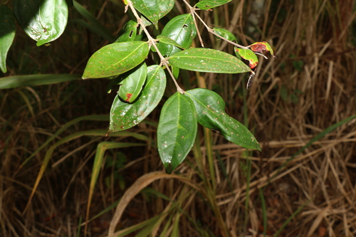 Image of Rhodamnia sessiliflora by (c) Greg Tasney, some rights reserved (CC BY-SA)