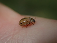 Aphidecta obliterata