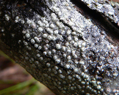 Pertusaria pertractata