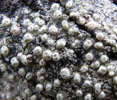 Pertusaria pertractata