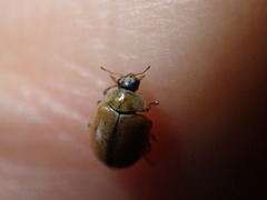 Aphidecta obliterata