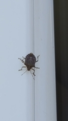 Halyomorpha halys