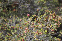 Passerina obtusifolia