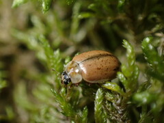 Aphidecta obliterata