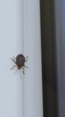 Halyomorpha halys