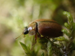 Aphidecta obliterata