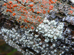 Pertusaria pertractata