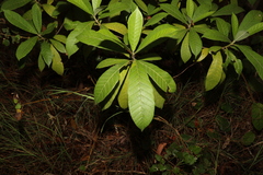 Alstonia muelleriana