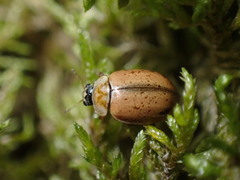 Aphidecta obliterata