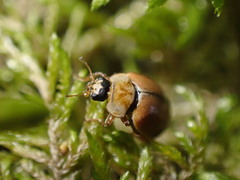 Aphidecta obliterata
