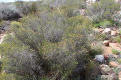 Passerina obtusifolia