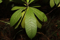 Alstonia muelleriana