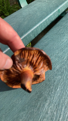 Lactarius rufulus