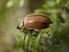 Aphidecta obliterata