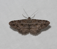 Psilalcis isombra