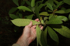 Alstonia muelleriana