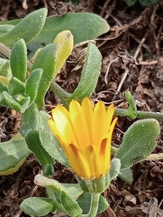 Calendula suffruticosa