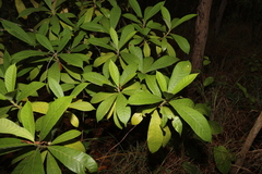 Alstonia muelleriana