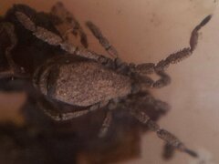 Anelasmocephalus cambridgei