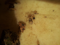 Anelasmocephalus cambridgei