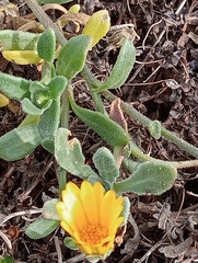 Calendula suffruticosa