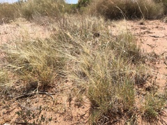 Scleropogon brevifolius