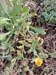 Calendula suffruticosa