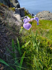 Iris hookeri