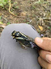 Distantalna splendida