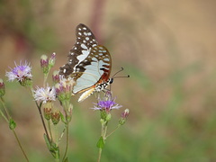 Graphium angolanus