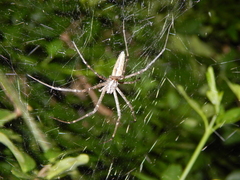 Euprosthenops bayaonianus