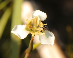 Moraea deltoidea