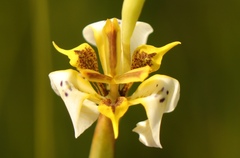 Moraea unguiculata