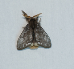 Urocoma marginalis