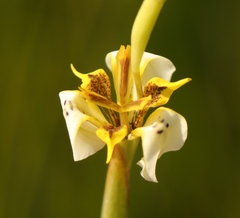 Moraea unguiculata