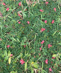 Indigofera linnaei