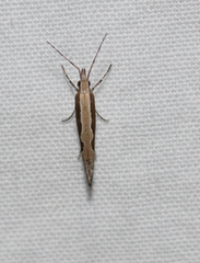 Plutella xylostella-australiana