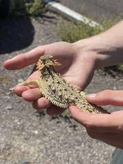 Phrynosoma coronatum