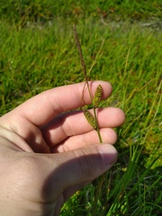 Carex nigra