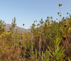 Osmitopsis asteriscoides
