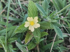 Malvastrum coromandelianum